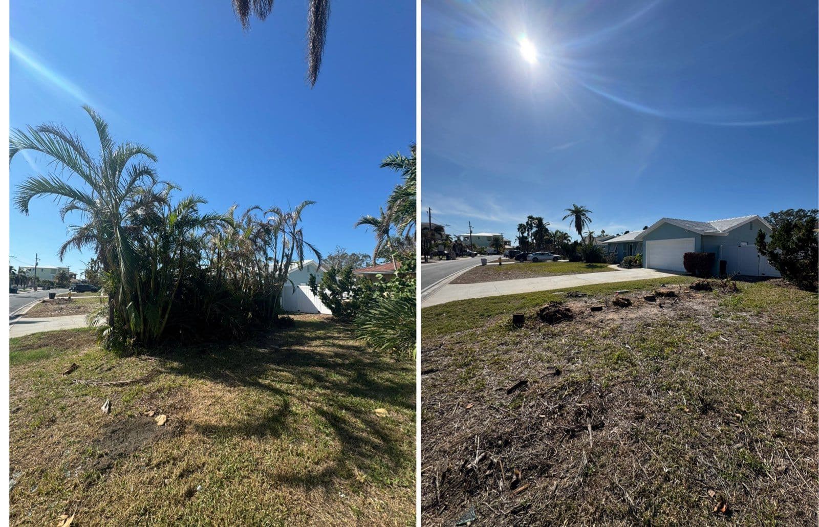 Areca Palm Clearing in St. Pete Beach