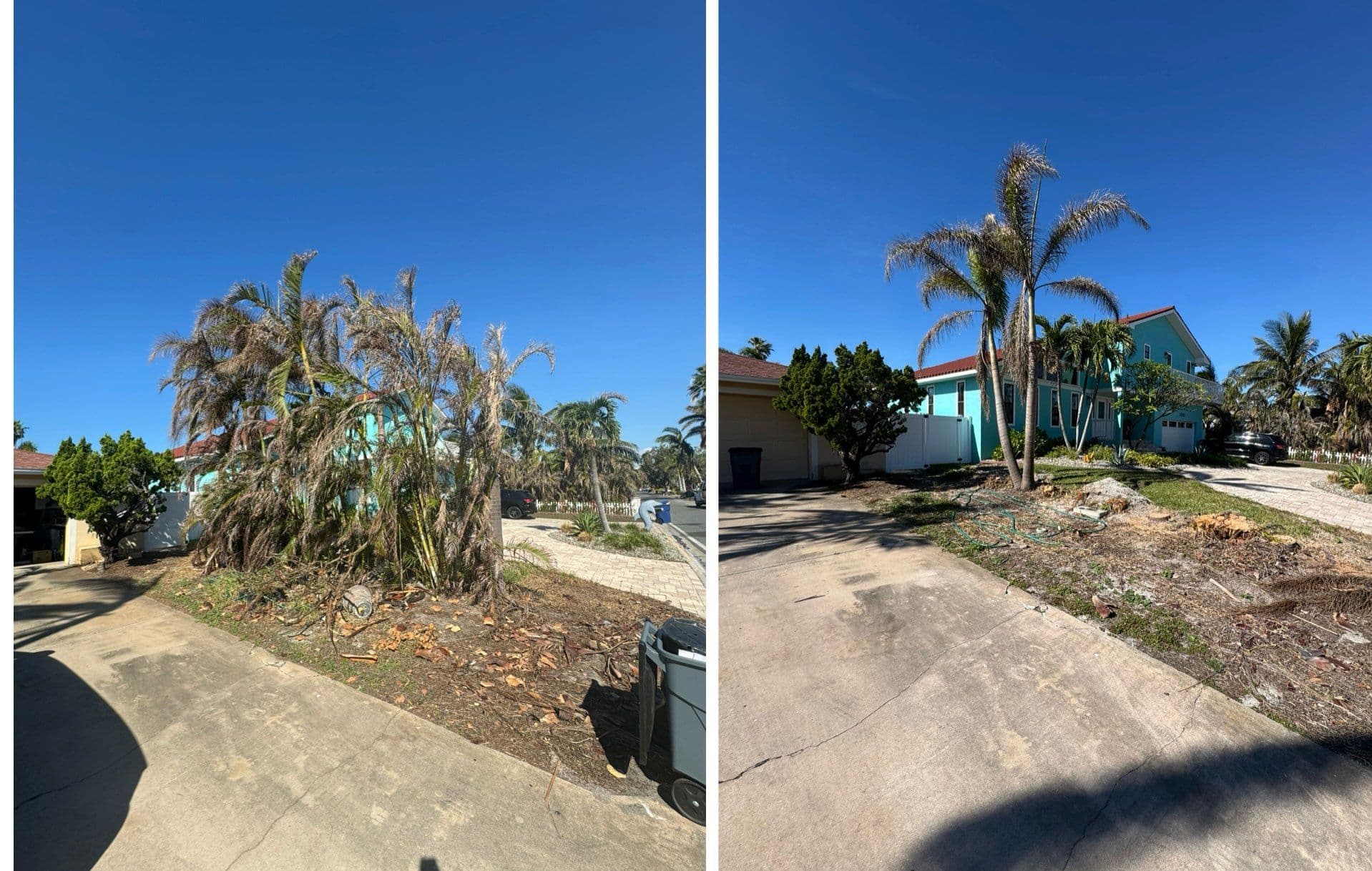 Areca Palm Clearing in St. Pete Beach