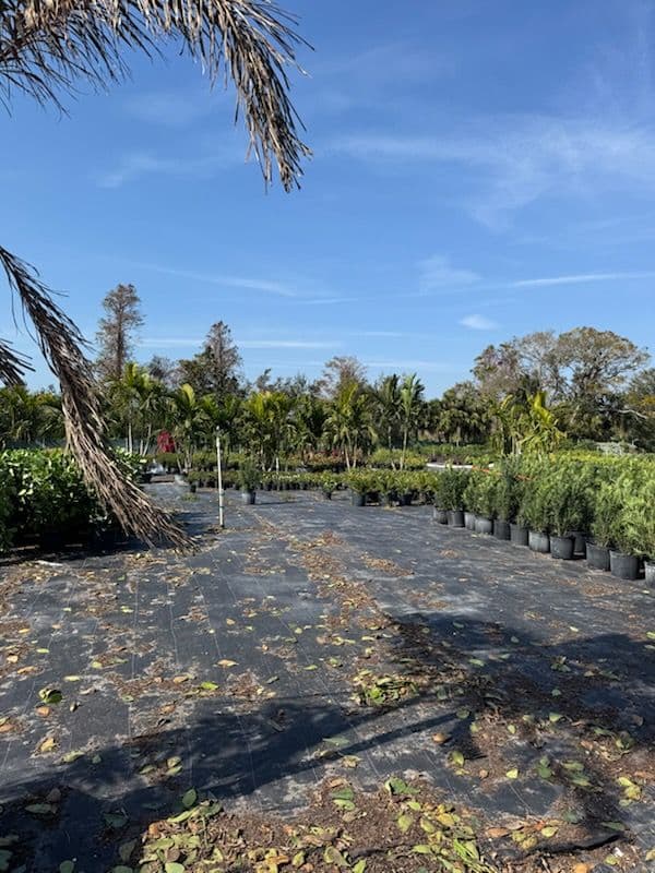 Gallery photos for Dedicated Nursery Visit for Quality Plants: Image #1