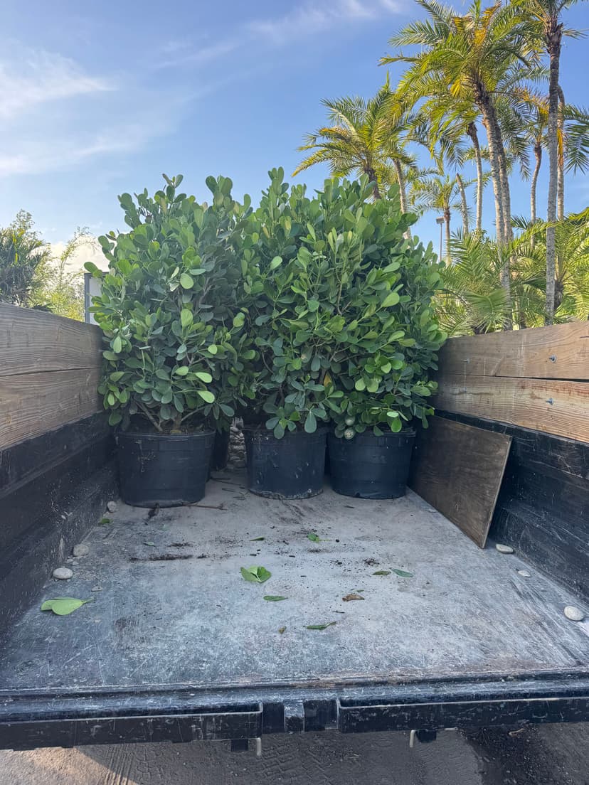 Truck bed with potted plants ready for landscaping, surrounded by palm trees.